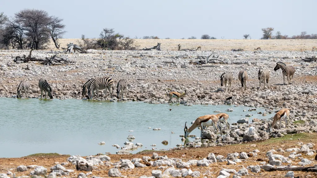 Zebraer og springbukke drikker ved vandhullet ved Okaukuejo i Etosha