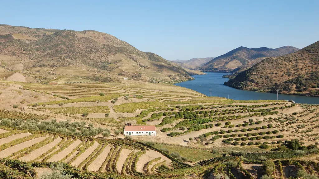 Terrasserede vinmarker på bakkerne ned mod Douro-floden i Portugal