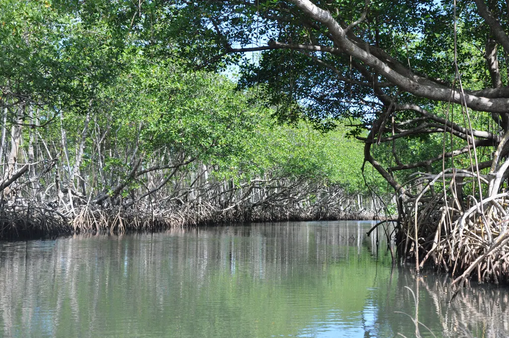 Mangrovetræer med lange rødder spejler sig i en stille flod i Los Haitises