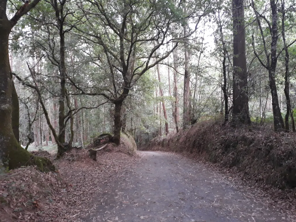 Grusvej gennem en lys egeskov på Camino Francés i Galicien
