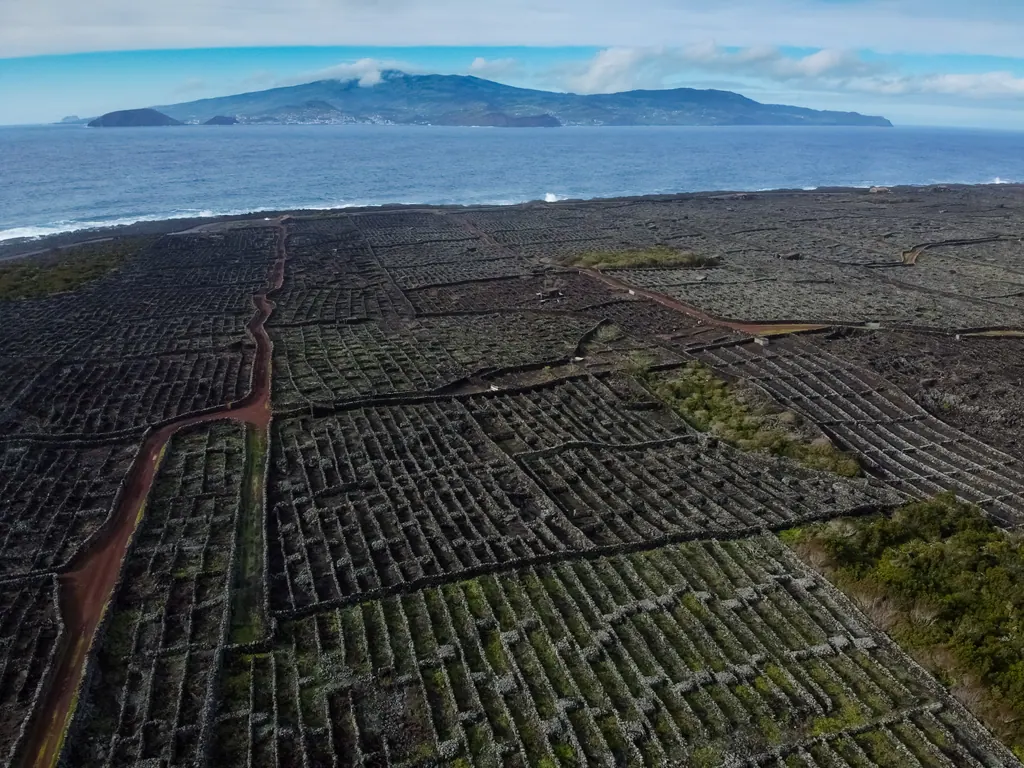 Vinmarker mellem lave lavamure på Pico med udsigt til Faial