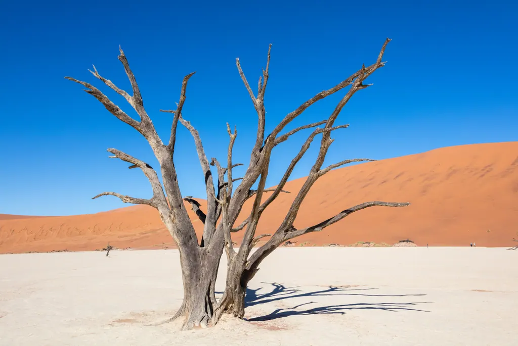 Dødt kameltornstræ på den hvide lerslette i Deadvlei med en orange klit og blå himmel bagved