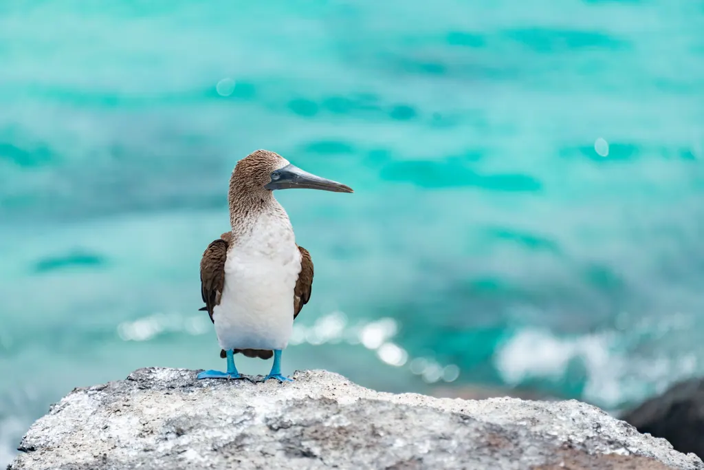 Blåfodet sule står på en klippe foran turkisblåt hav på Galapagos