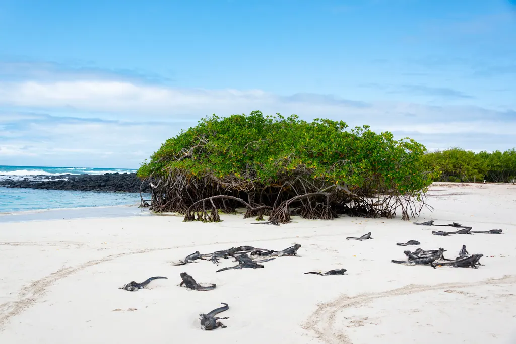 Havleguaner ligger og soler sig på en hvid sandstrand ved mangrovebuske på Galapagos