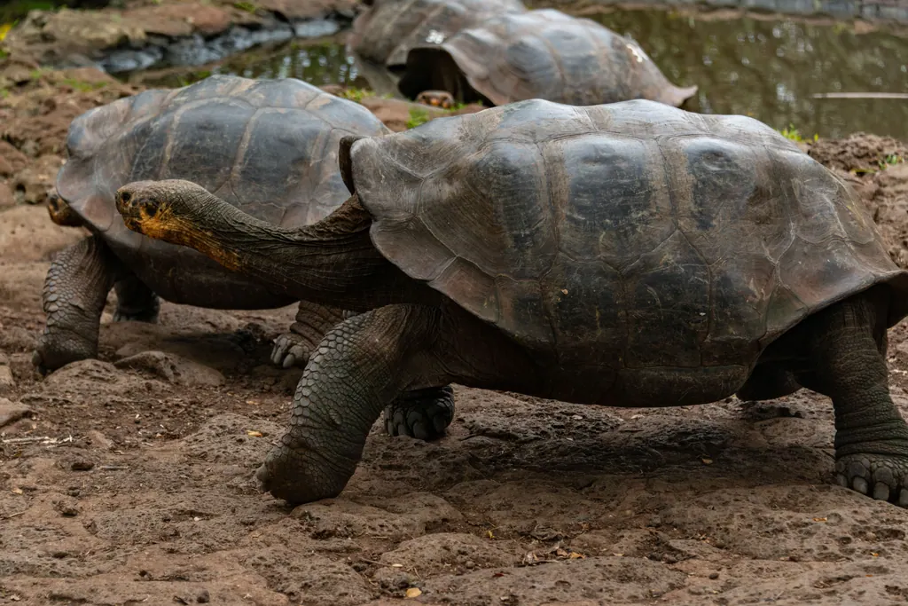 Galapagos-kæmpeskildpadder går på den brune jord i højlandet