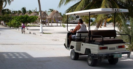 Caye-Caulker-taxa