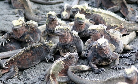Galapagos-bunkevis