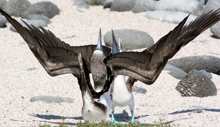 Galapagos-fugle