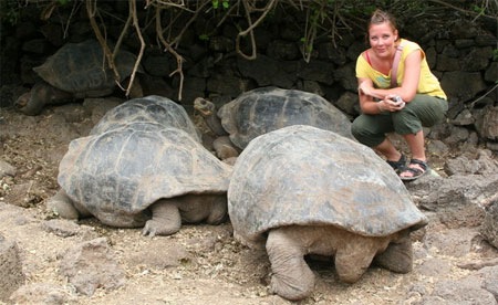 Galapagos-kaempe-skildpadde