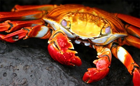 Galapagos-krabbe