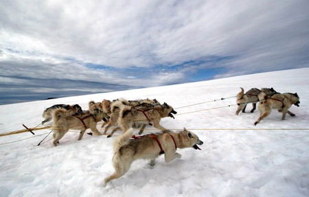 Lyngmarksbraeen-slaedehunde