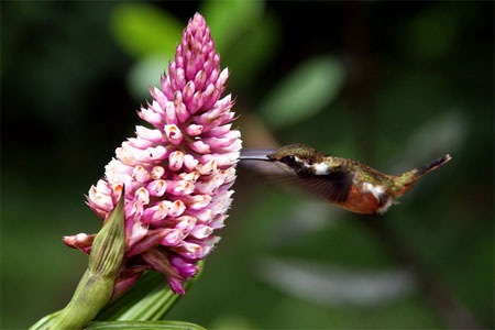 Monteverde-Cloud-Forest-kol