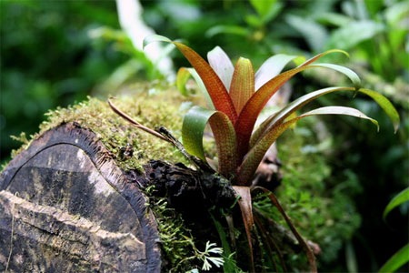 Monteverde-Cloud-Forest