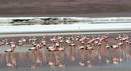 Salar-flamingo