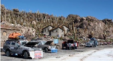 Salar-kaktus